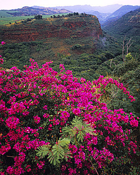 叶子花属,花,岛屿,考艾岛,夏威夷
