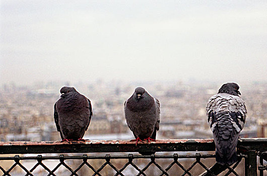 三个,鸽子,栏杆