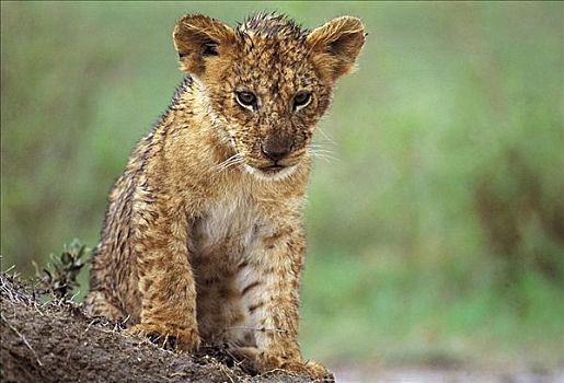 湿,幼狮,狮子,雨,小动物,哺乳动物,马赛马拉,肯尼亚,非洲,动物