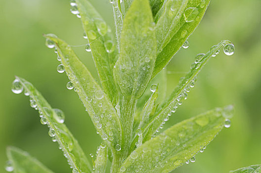 露珠,植物,华盛顿,美国