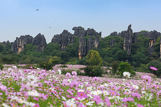 石林,自然,风景区