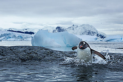 南极,巴布亚企鹅,水,海岸线