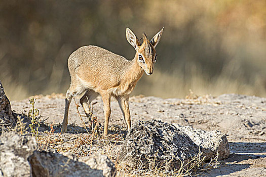 埃托沙国家公园,纳米比亚,非洲