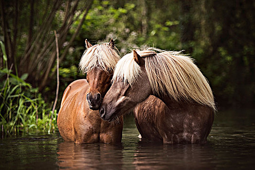 两个,经典,小马,马,站立,水,接触,相互,德国,欧洲