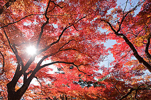 秋天,枫树,京都,日本