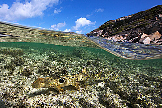 浅水,蜥蜴,岛屿,大堡礁,澳大利亚