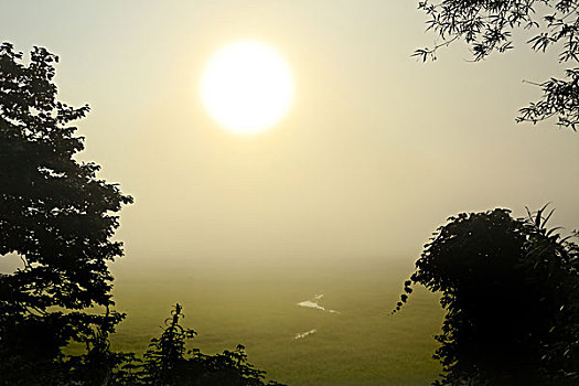 钏路,湿地,日出,早晨,雾,北海道