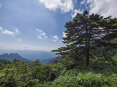 黄山松石之美