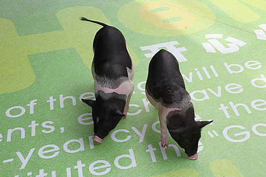 香港回归十周年图片展览－猪