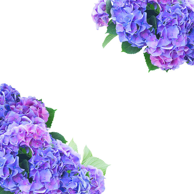 蓝色,紫罗兰,绣球花,花,上方,白色背景_高清图片_全景视觉