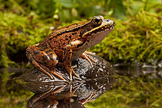 青蛙,蛙属,曙光,靠近,圆,溪流,海岸,俄勒冈