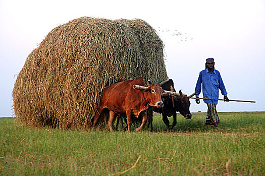阉牛,手推车,装载,稻田,茎,乡村,孟加拉,丰收,一个,三个,收获,百分比,稻米,四月
