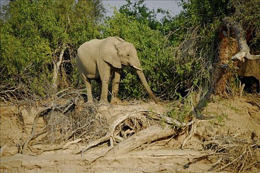荒芜,大象,河床,靠近,考科韦尔德,纳米比亚,非洲