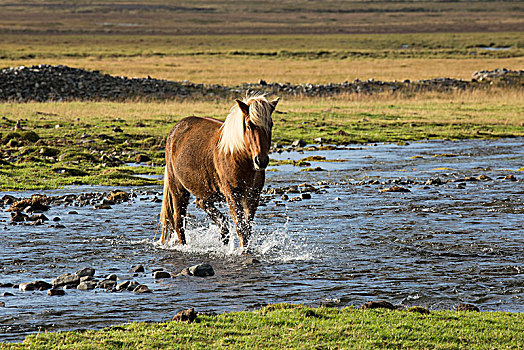 冰岛,褐色,冰岛马,跑,河