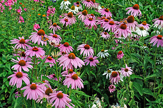 紫色金花菊,夏天,别墅花园