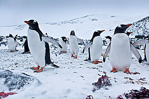 巴布亚企鹅,企鹅,南极地区,南极
