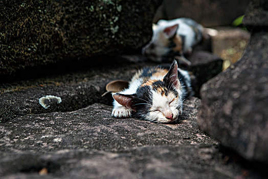塔逊寺熟睡的小猫柬埔寨暹粒吴哥