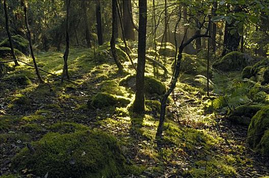 树林,瑞典