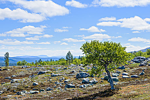 风景,石头,树