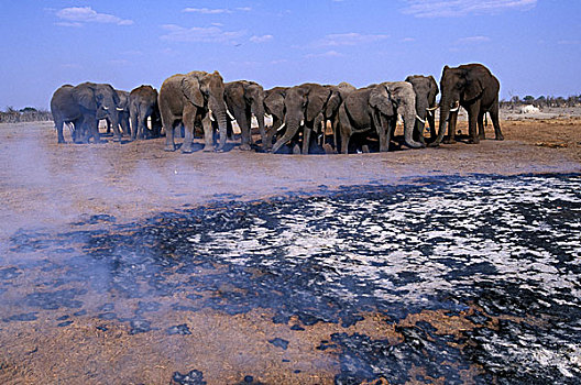 博茨瓦纳,乔贝国家公园,大象,牧群,非洲象,冒烟,干燥,季节,萨维提,湿地