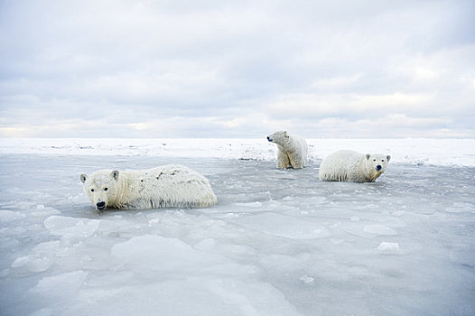 北极熊,母熊,一对,幼兽,游泳,泻湖,冰冻,向上,区域,北极圈,国家野生动植物保护区,阿拉斯加