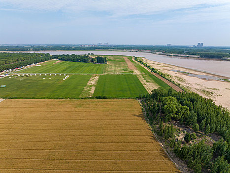 济南黄河岸边的麦田