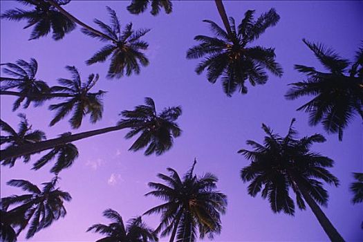 棕榈树,剪影,夜空,夏威夷