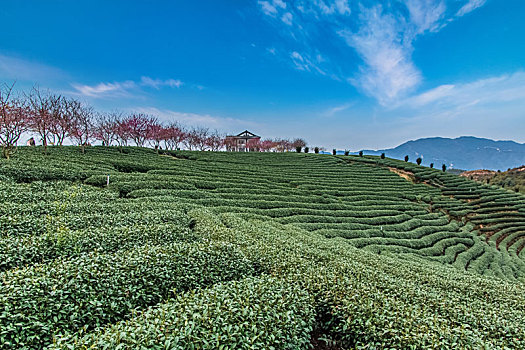 福建省,漳平市,永福,阿里山,樱花园,自然环境