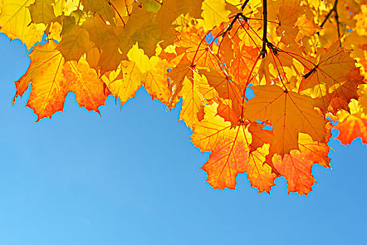 特写,枫树,叶子,秋天,蓝天,巴伐利亚,德国