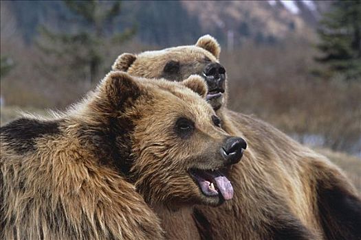俘获,两个,棕熊,玩,阿拉斯加野生动物保护中心,阿拉斯加