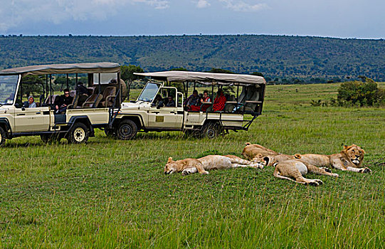 麦赛-玛拉国家公园,肯尼亚,特写,旅游,交通工具,货车,马赛马拉