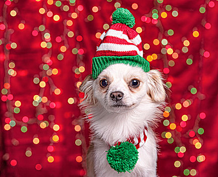 宠物,狗,圣诞节,帽子,围巾,小,吉娃娃,梗犬,混合,穿戴,帽,背景