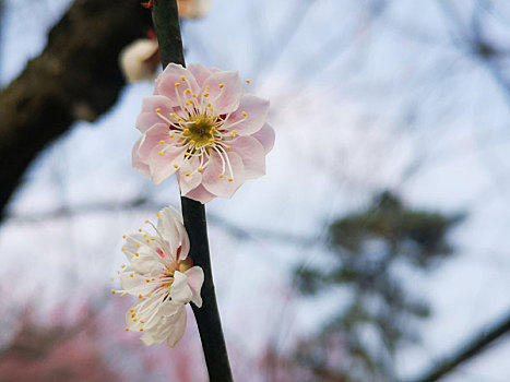 梅花