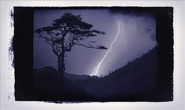 剪影,树,闪电,夜晚,温哥华岛,不列颠哥伦比亚省,加拿大