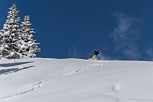 滑雪,粉状雪,自由滑行者,提洛尔,奥地利,欧洲