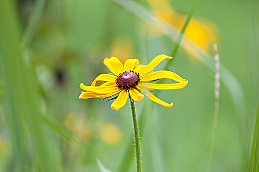 花,黑心菊,黑心金光菊