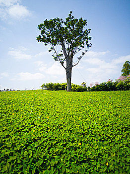 一棵绿树和草地