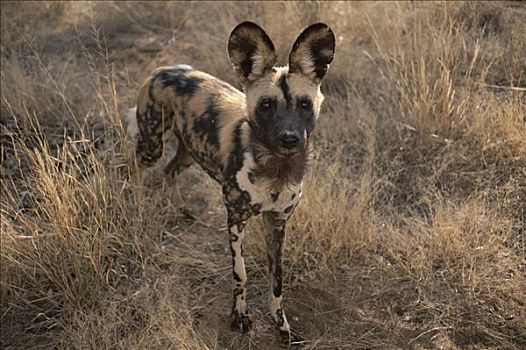 野狗,非洲猎犬,非洲野犬属,肖像,特写,纳米比亚