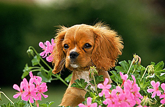 查尔斯王犬,小狗,靠近,天竺葵,花