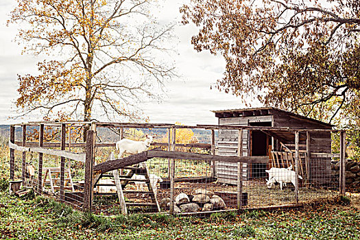 山羊,畜栏,农场,佛蒙特州,美国