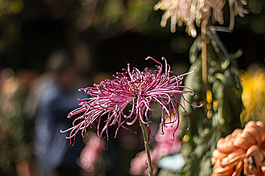 菊花展