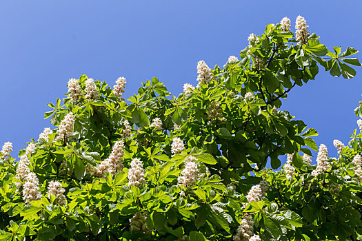 花,枝条,栗子树