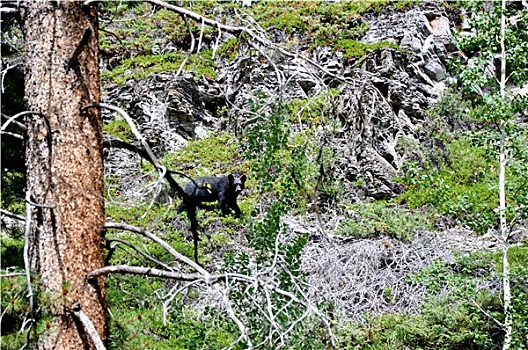 黑熊,落基山脉,加拿大
