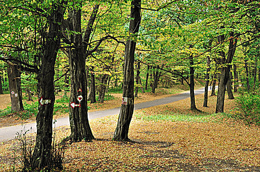 道路,秋日树林
