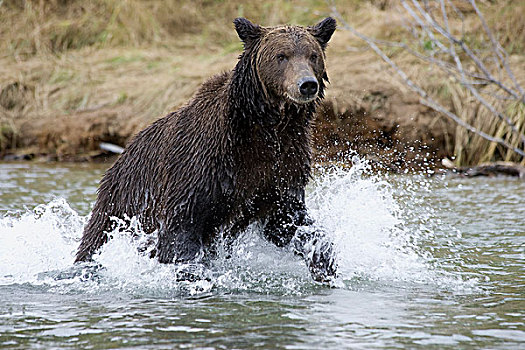 大灰熊,棕熊,女性,追逐,鱼,三文鱼,河流,卡特麦国家公园,阿拉斯加