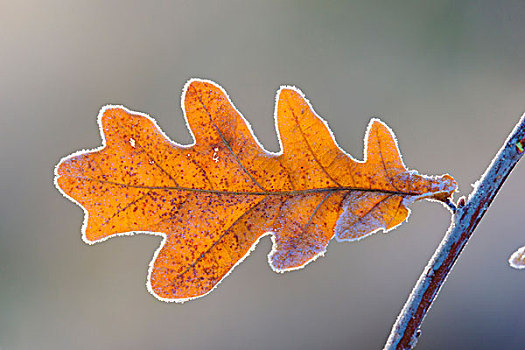 橡树叶,冬天,黑森州,德国