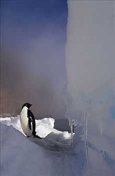 阿德利企鹅,海冰,拥有,岛屿,南极