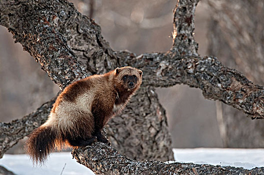 狼獾,树上,堪察加半岛,俄罗斯
