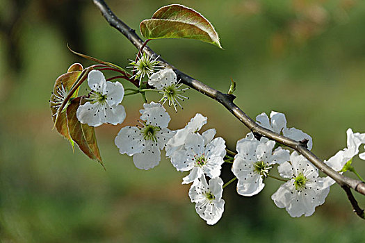 春天,桃花,油菜花