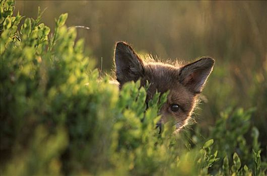 红狐,狐属,小动物,偷窥,室外,后视图,灌木,欧洲